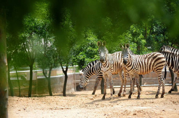 动物世界最新动态，变化、学习与自信的力量揭秘