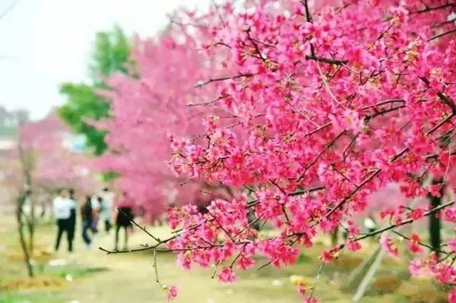 韶关樱花公园最新游览指南，探索春天的浪漫花海